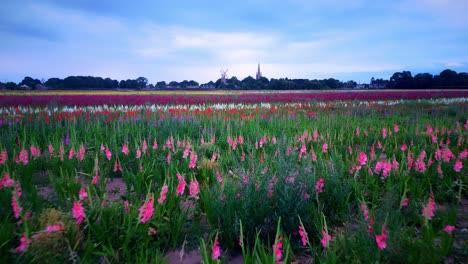 Drohnenaufnahmen-In-Bodennähe-Von-Lebendigen-Gladiolenblüten-Auf-Einem-Feld-Mit-Windmühle-Und-Kirche-Im-Hintergrund