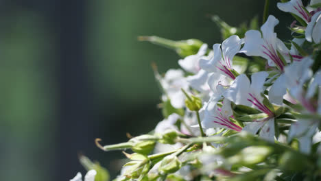 Macro of flowering plant in garden with delicate white petals and green leaves in focus