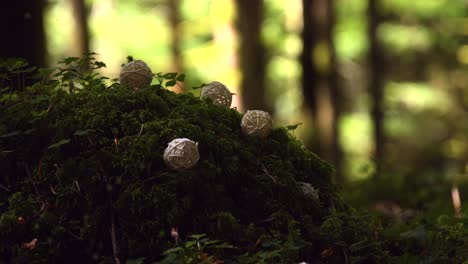 Magical-forest-with-a-yellow-glowing-fairy-flying-above-bright-green-moss-and-some-little-herbs,-with-wooden-balls,-with-the-forest-in-the-background,-on-a-windy-and-sunny-day