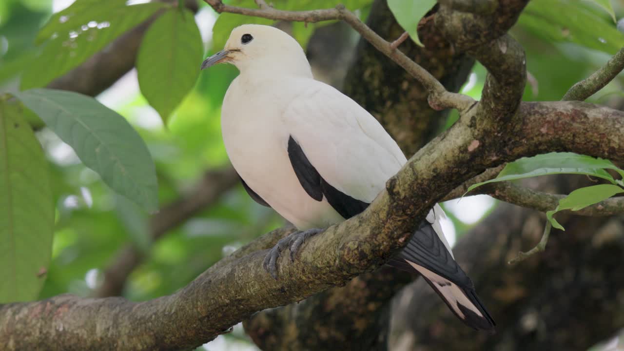 Pied Imperial Pigeon Perching On Tree Branch Amidst Green Leaves. closeup shot