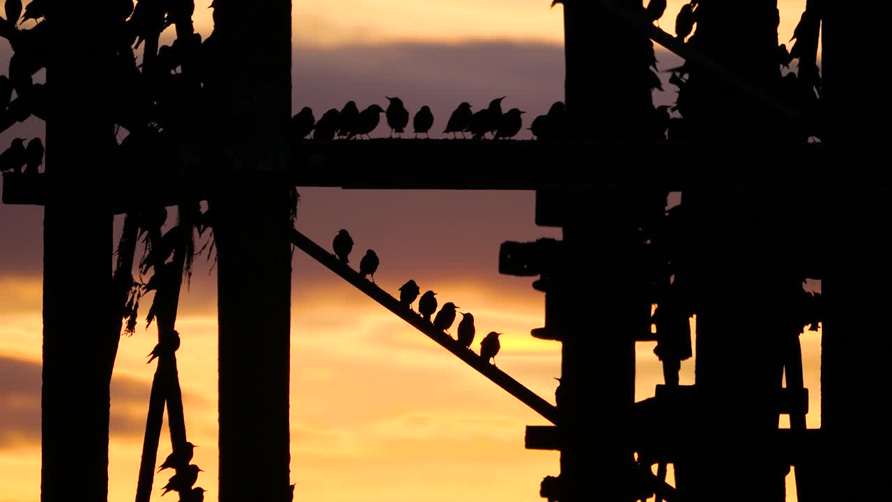 Close up of starlings gathering under Aberystwyth Pier to roost, filling the air with movement and sound as they settle for the night in a mesmerizing wildlife spectacle along the Welsh coast.