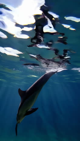 dolphin underwater in sunlight