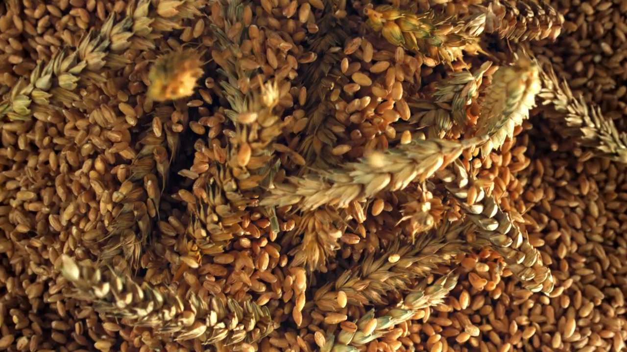 Chicchi di grano dorati e spighe che cadono al rallentatore