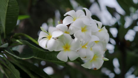 white and yellow frangipani flowers