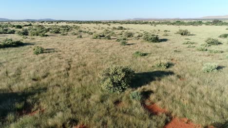 Luftaufnahme-Der-Afrikanischen-Savanne-Mit-Verstreuten-Bäumen-Und-Gräsern-Auf-Rotem-Kalahari-sand,-Südliches-Afrika