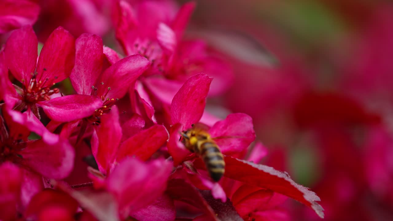 Bee lands on bright red apple blossoms in spring, shot in slow motion macro view