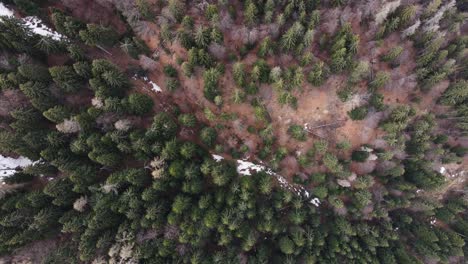 Luftdrohne-über-Dem-Europäischen-Wald-Geschossen