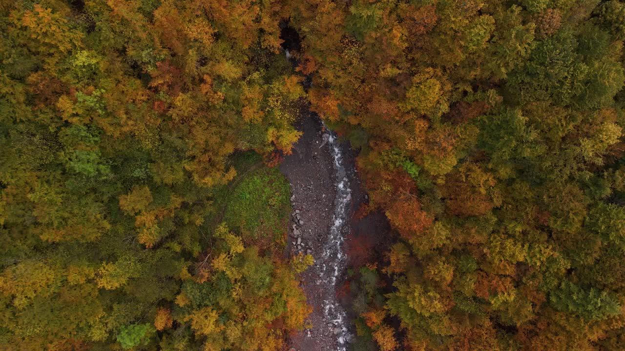Autumn foliage leaf leaves forest, aerial drone nature landscape top down view