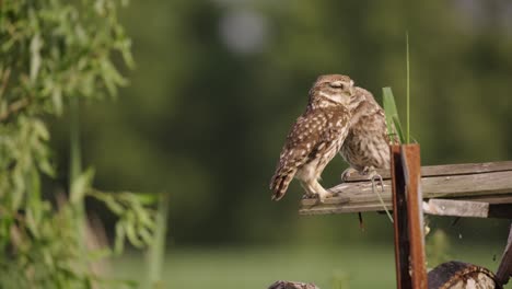 Mother-Tawny-Owl-Feeding-Her-Baby,-Flying-Away-in-Search-of-More-Food,-Close-Up,-CInematic-Slow-Motion