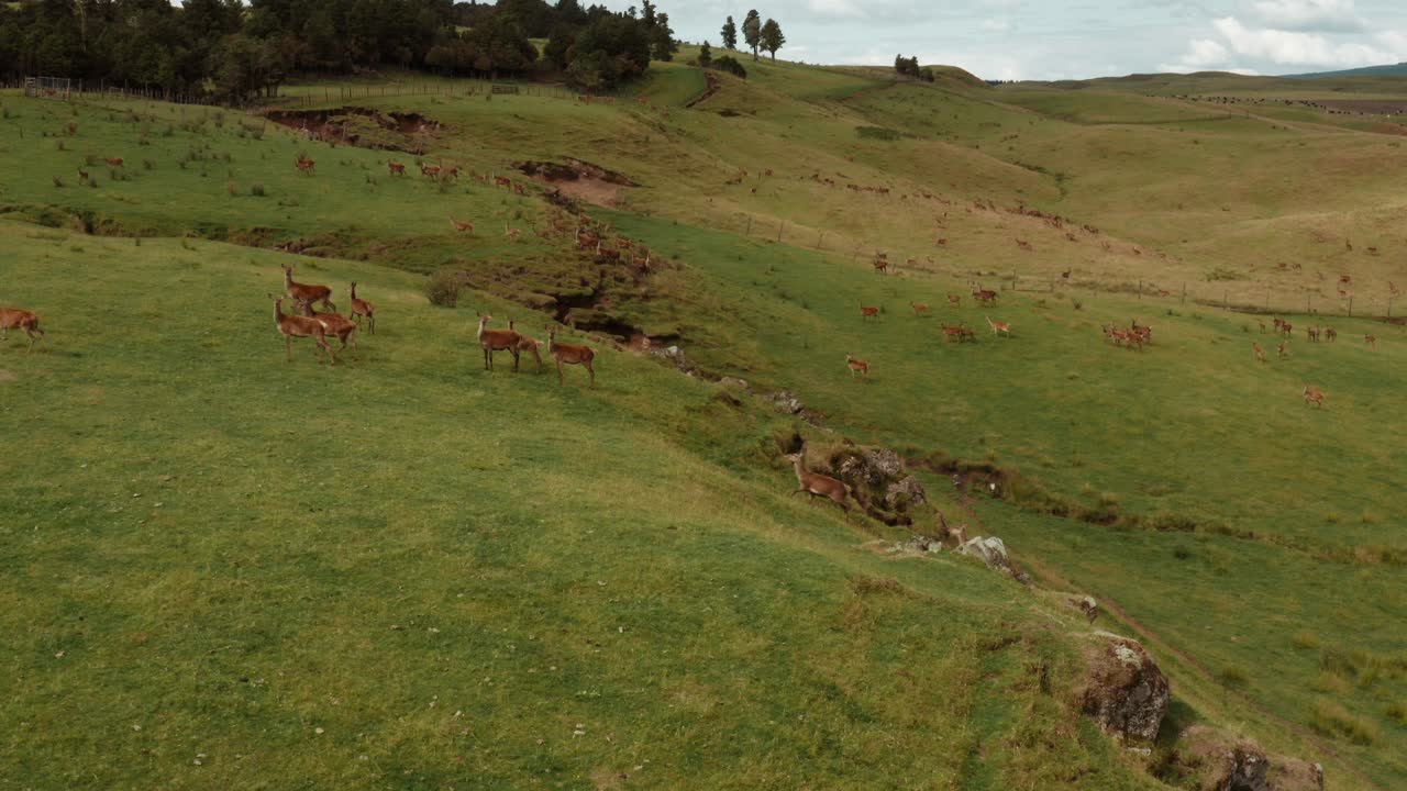 Allevamento di cervi rossi in un paesaggio collinare della Nuova Zelanda, vista aerea del branco