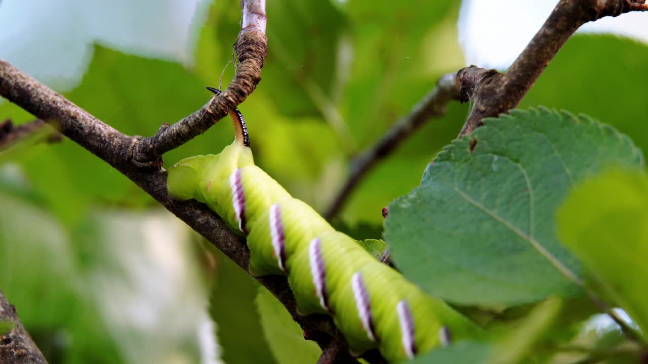 oruga de polilla halcón privet arrastrándose a lo largo de una rama de árbol en el desierto