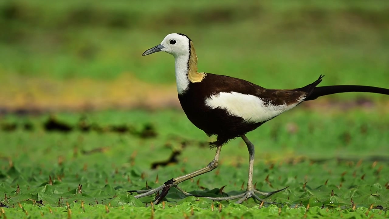 Scena vibrante di fauna selvatica all'aperto che evidenzia una Jacana dalla coda di fagiano che cerca cibo in una palude d'acqua dolce, con uno sfondo verde pulito e sfocato.