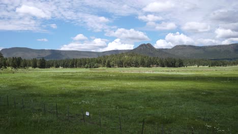 elk herd in the far distance