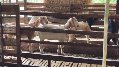 goats in a wooden pen