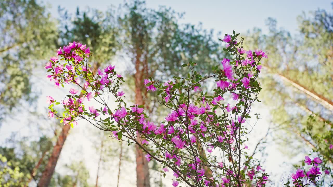 Pink Azaleas Blooming in a Pine Forest