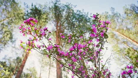 pink azaleas blooming in a pine forest