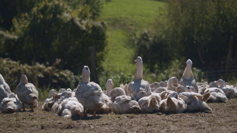 A-group-of-ducks-rest-outside-on-countryside-farm,-one-is-flapping-its-wings