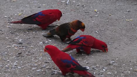 Chatty-Red-Lory,-Eos-Bornea,-also-known-as-Moluccan-Lory-with-beautiful-colourful-plumage-appearance-actively-foraging-for-feeds-on-the-ground-in-a-bird-sanctuary-Thailand-Asia