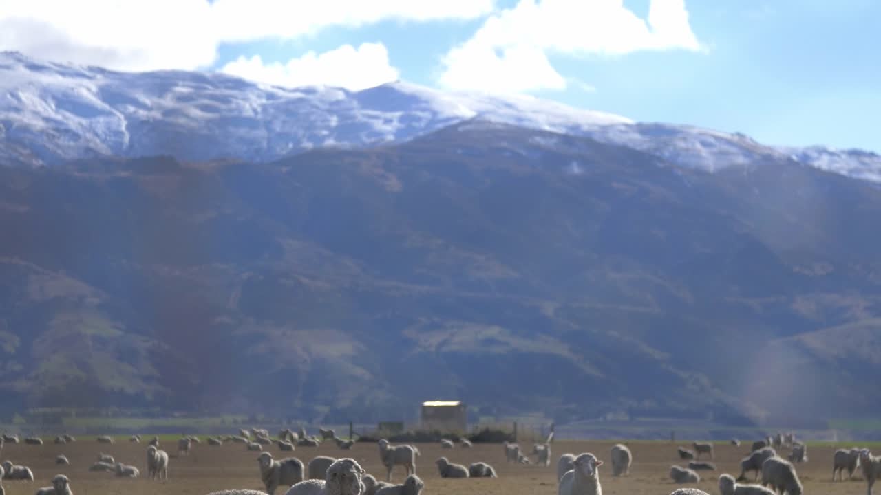 Merino Sheeps Eating Tussock Grass WIth Blue High Mountains On The Background- A Typical Day In New Zealand Farm- Wide Shot