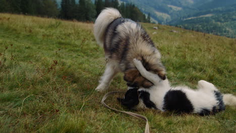 Husky-playing-white-black-dog-lying-greenhill-close-up.-Animals-biting-playfully