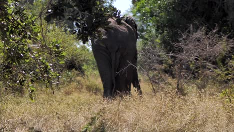 back of an elephant, walking away to the trees