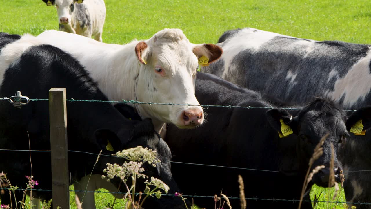 Herd of dairy cows standing near wire fence, daylight, static camera, rural Scottish pasture