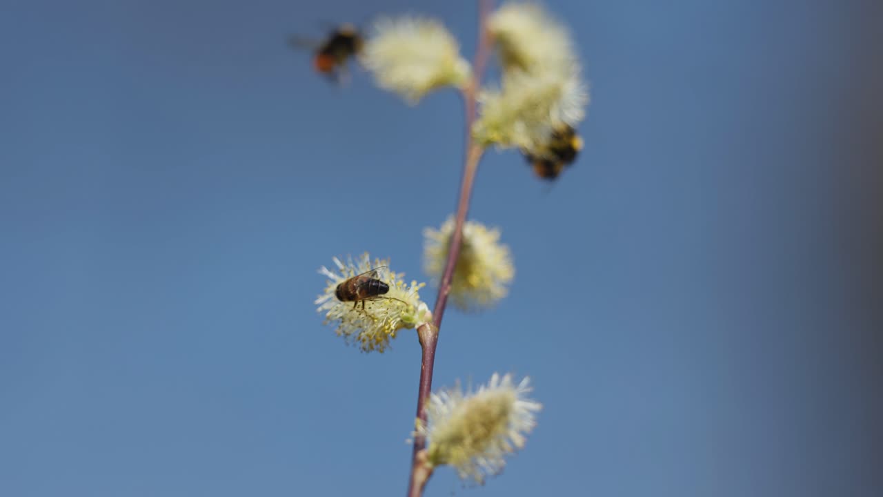 la abeja en una flor de sauce de primavera