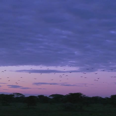 las aves migran a través de un cielo púrpura