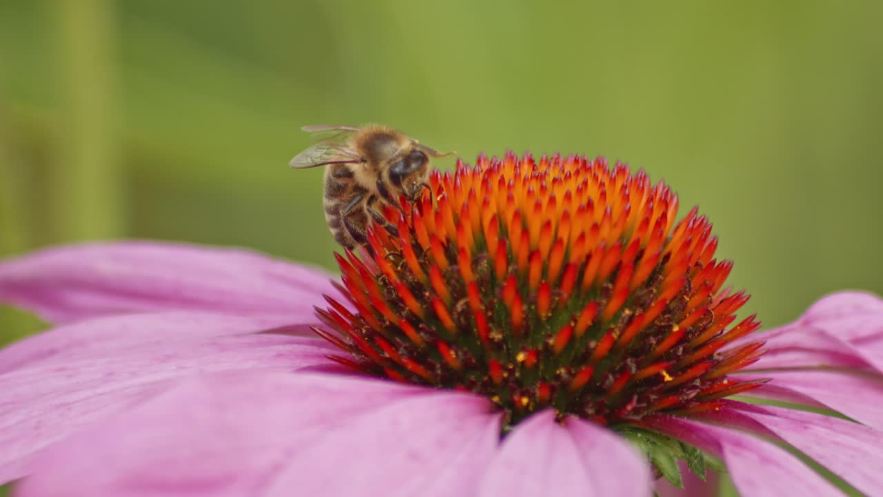 vista frontal de una abeja ocupada bebiendo néctar en una flor de cono naranja contra un fondo borroso verde