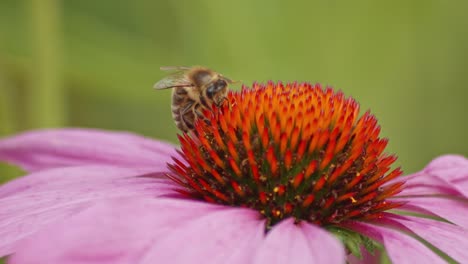 front view of a busy bee drinking nectar on orange coneflower against green blurred background