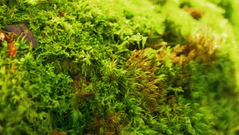 tiro macro de la naturaleza cinematográfica 4k de un poco de musgo del bosque en una roca