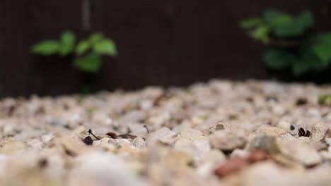 man pulls up weed in his gravel garden