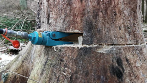 Closeup of tree trunk being cut down with the assistance of hydraulic jaw