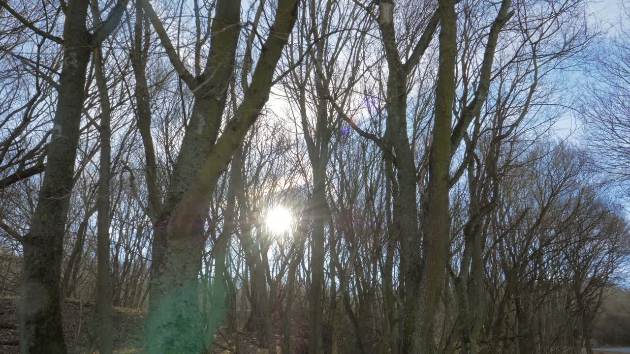 숲을 가로질러 박이는 빛, 넓은 느린 동작 촬영