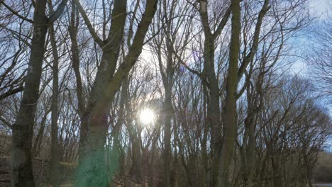 sun flare flickering through woodland area, wide slow motion shot