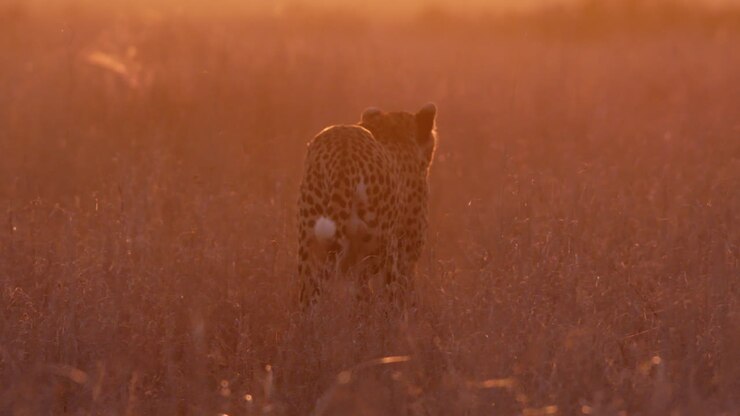 Wide shot of a cheetah walking under beautiful evening light