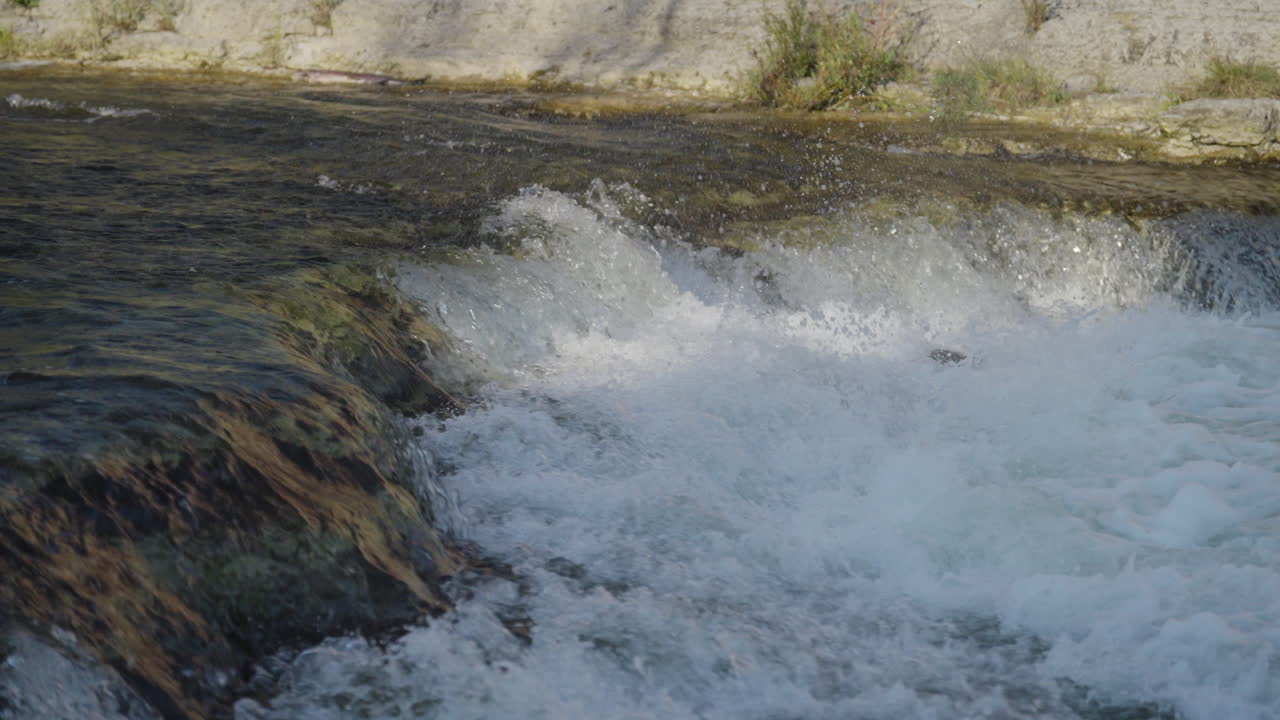 Slow motion salmon leap in Ganaraska River, Ontario. Energetic wildlife scene