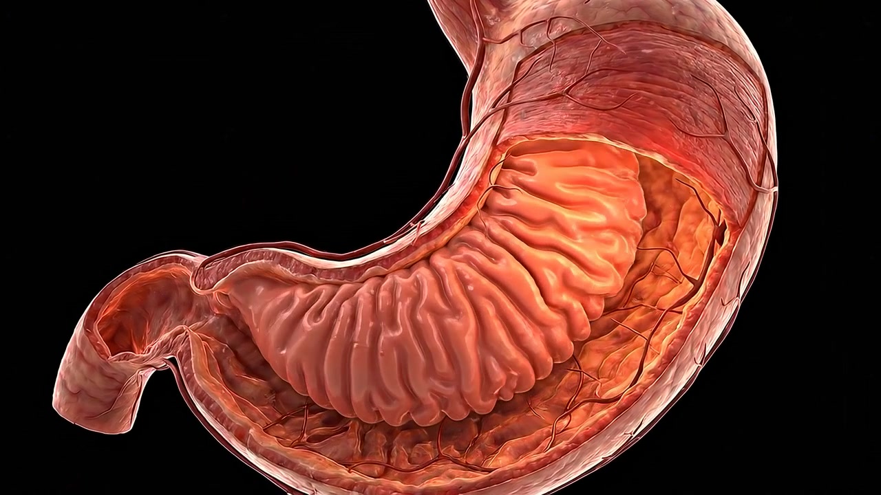 Animazione medica 3D dello stomaco umano che si riempie di cibo