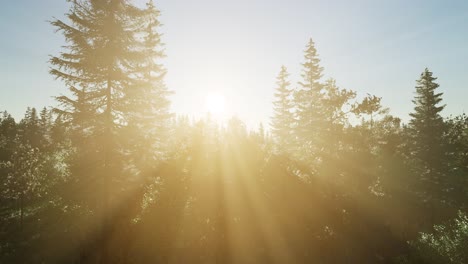 healthy green trees in a forest