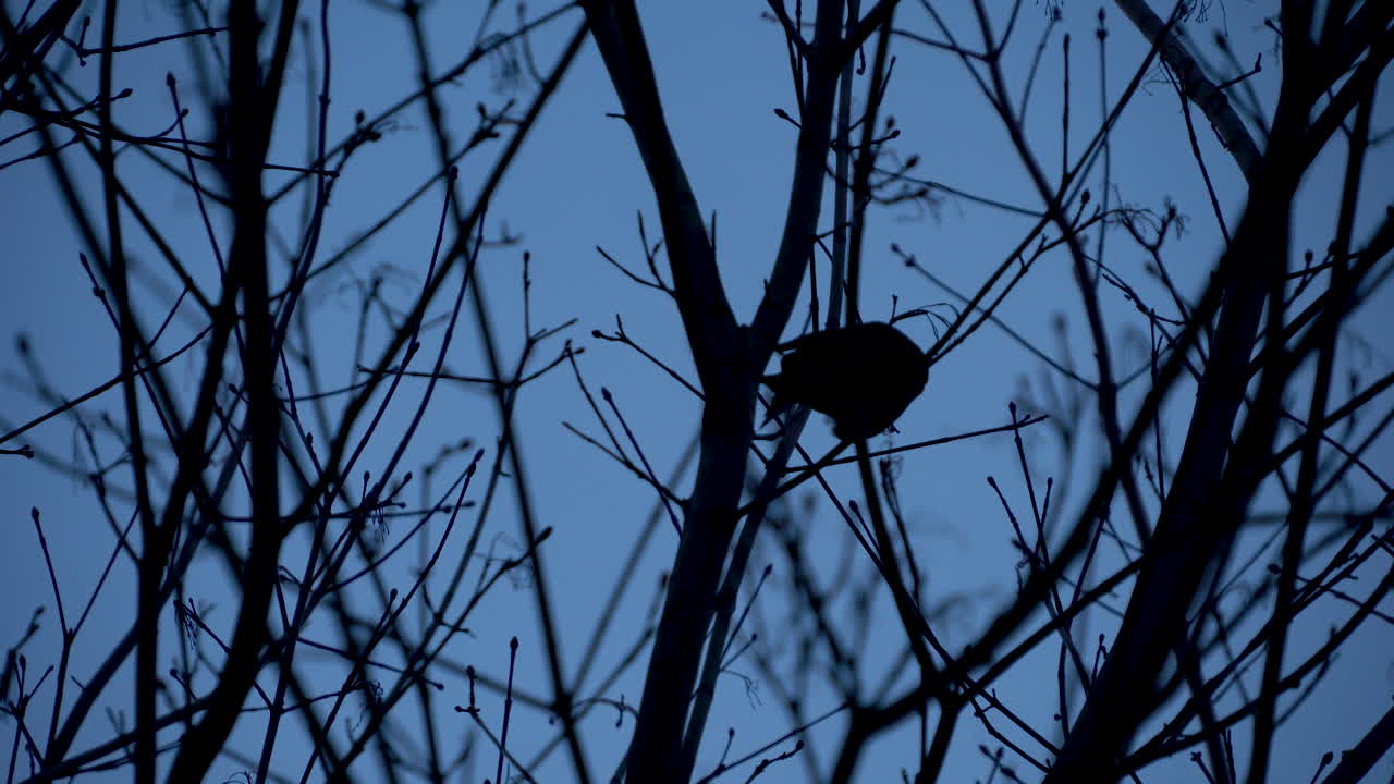 pequeño pájaro oscuro en la rama, imágenes oscuras