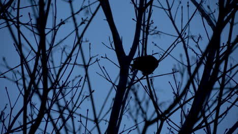 small dark bird on branch, dark footage