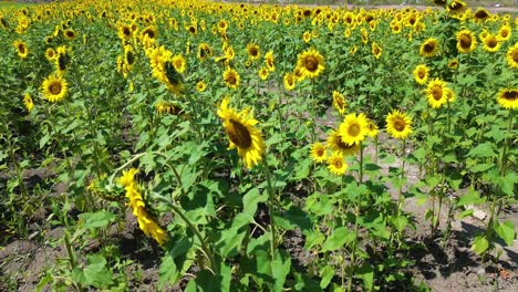 sunflower field in the middle of the mountain nature