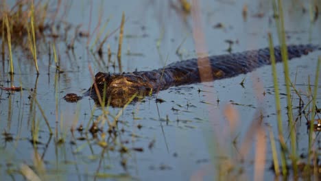 caiman resting on wetland grounds, surrounded by grass and mud, tall grass obscuring with golden hour light on face