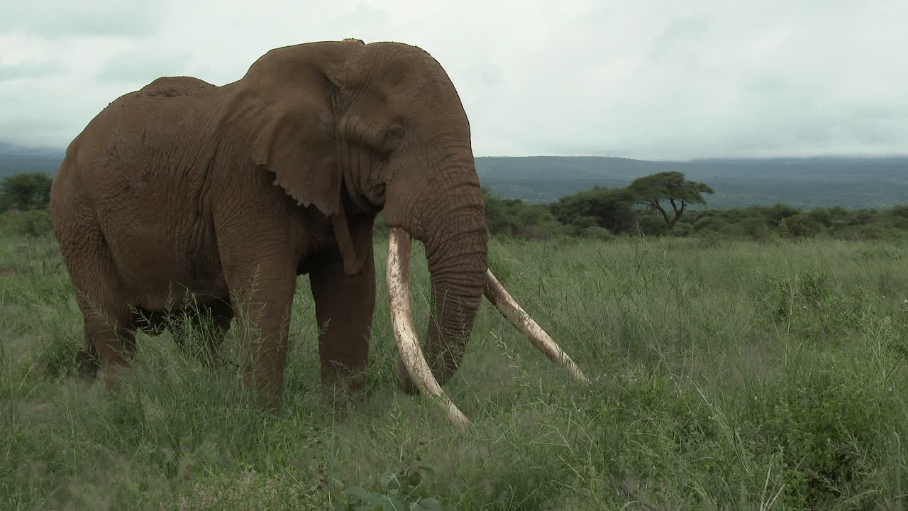 tiro de bloqueo de elefante africano de gran toro "tusker" con enormes colmillos, comiendo, en los pastizales, amboseli n