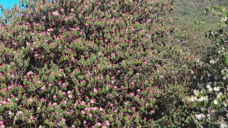 red rhododendron laligurans in the jungle of nepal