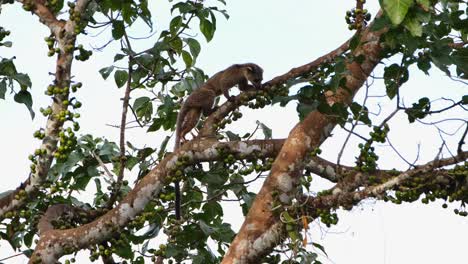 climbing the branch moving up to the right looking for the best fruit to eat, three-striped palm civet arctogalidia trivirgata, thailand