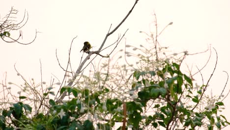 a beautiful thailand hummingbird perched on a dry tree branch then flying away - close up