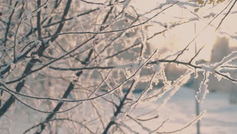 Dünne-Äste-Bedeckt-Mit-Raureif-Im-Winterpark