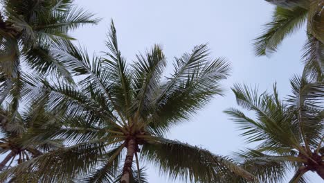 Vista-En-Cámara-Lenta-De-Palmeras-De-Coco-Contra-El-Cielo-Cerca-De-La-Playa