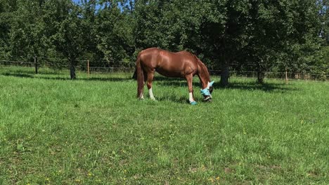 Brown-horse-grazes-in-a-pasture-in-summer-sunshine